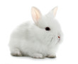Rabbit bunny baby isolated on white background