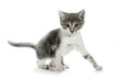 Cat baby kitty