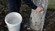 Man Whitewash Fruit Tree Trunk...
