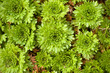 Flowers background