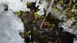 clear water stream flowing into the icy grass in winter day