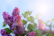 flowering tree lilac as symbol spring awakening nature