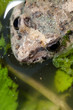 Discoglossus Pictus