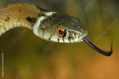 Photo: grass snake (Natrix natrix) grass snake (Natrix natrix)