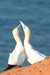 Basstölpel auf Helgoland