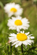 Three Daisies