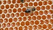 Vídeo: Bees convert nectar into hone Bees convert nectar into hone