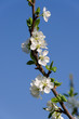 ciliegio in fiore a primavera