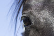 Close up of black horse eye