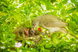 Streak-eared Bulbul giving the food for her child