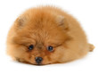 Foto: pomeranian puppy pomeranian puppy