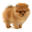 pomeranian puppy