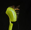 venus fly trap with prey