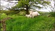 Kuh mit Kalb