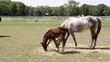 foal eat hay