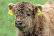 Schottisches Hochlandkalb