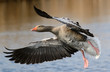 goose