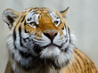 Foto: Tiger Tiger
