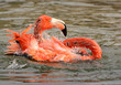Foto: flamingo flamingo