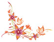 Blume, Blüte, Ranke, Sommer, orange, pink