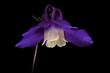 Aquilegia