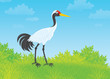 Illustration: Crane Crane