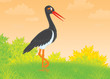 Illustration: Black Stork Black Stork
