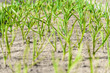 sprouts green onions