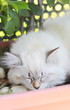 Cucciola di gatto siberiano color neva masquerade