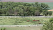 herd of horses in corral aerial view