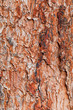 Wood background