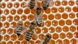 Vídeo: Bees convert nectar into honey Bees convert nectar into honey