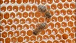 Vídeo: Bees convert nectar into honey Bees convert nectar into honey
