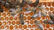 Vídeo: Bees convert nectar into honey Bees convert nectar into honey