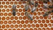 Vídeo: Bees convert nectar into honey Bees convert nectar into honey