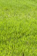 sfondo di erba verde