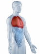 Illustration: Lungs position anatomy man isolated lateral view Lungs position anatomy man isolated lateral view
