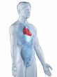 Illustration: Heart position anatomy man isolated lateral view Heart position anatomy man isolated lateral view