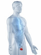 Genitalia position anatomy man isolated lateral view