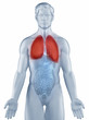 Illustration: Lungs position anatomy man isolated Lungs position anatomy man isolated