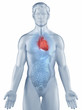 Illustration: Heart position anatomy man isolated Heart position anatomy man isolated
