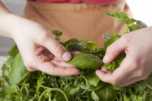 Photo: Collecting basil Collecting basil