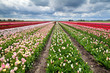 rows of colorful tulips in Holland