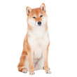 shiba inu dog portrait