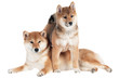 shiba inu dog with a puppy