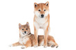 shiba inu dog with a puppy
