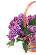 A bouquet of lilac in color basket isolated on white