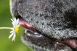 Dog and Daisy