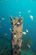 Schiffswrack in Palawan