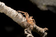 Spider closeup